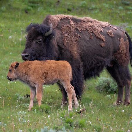Let'S Go ! Fisherman, Families, Pools One Minute From Your Door, Comfort, Location Perfect, Amenity-Rich, Pup Friendly, Discover An Exceptional Wyoming Stay, Thermopolis River Walk Home At Hot Springs State Park, 'Where Families And Fisherman Stay' Esterno foto
