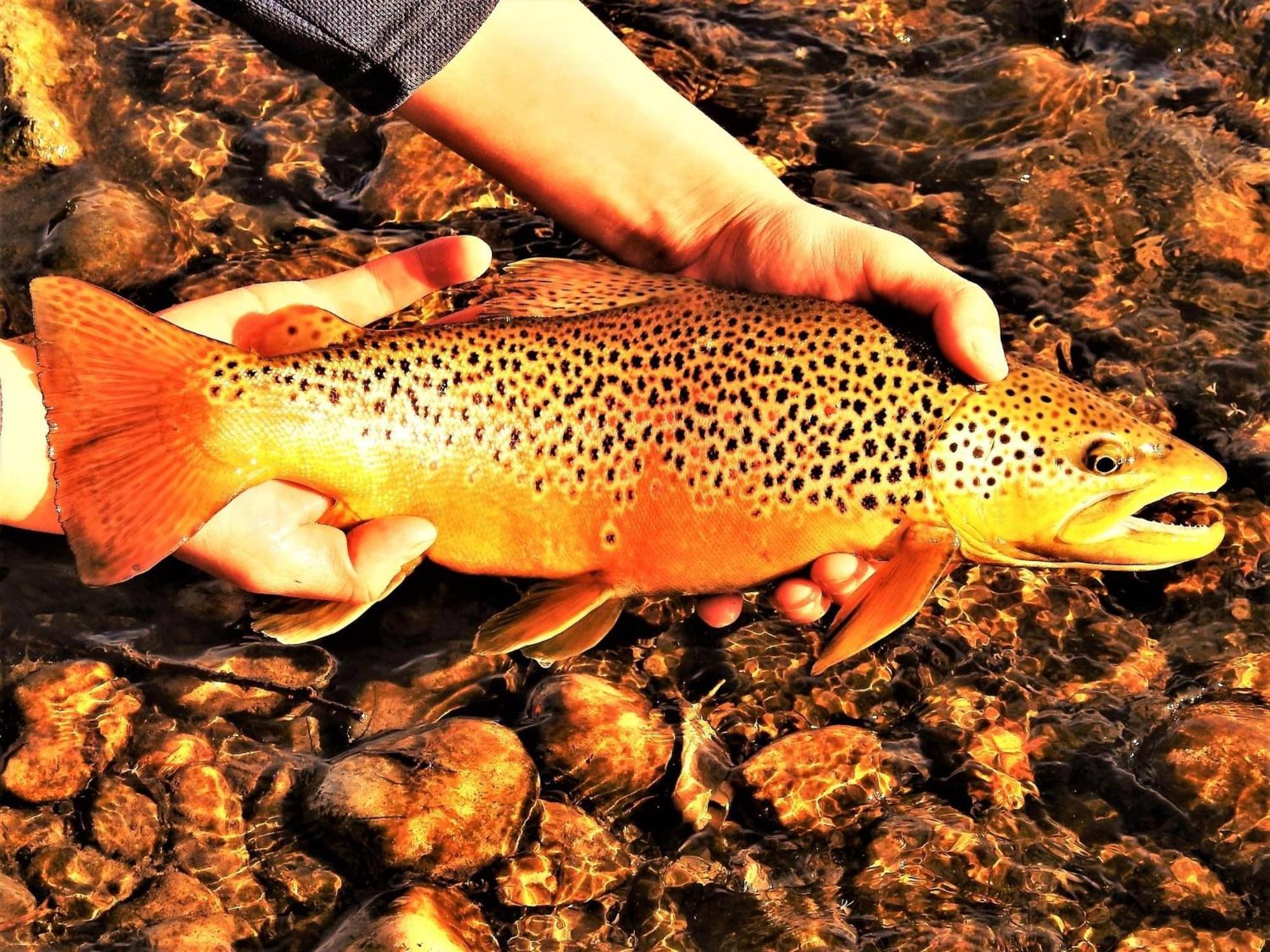 Let'S Go ! Fisherman, Families, Pools One Minute From Your Door, Comfort, Location Perfect, Amenity-Rich, Pup Friendly, Discover An Exceptional Wyoming Stay, Thermopolis River Walk Home At Hot Springs State Park, 'Where Families And Fisherman Stay' Esterno foto