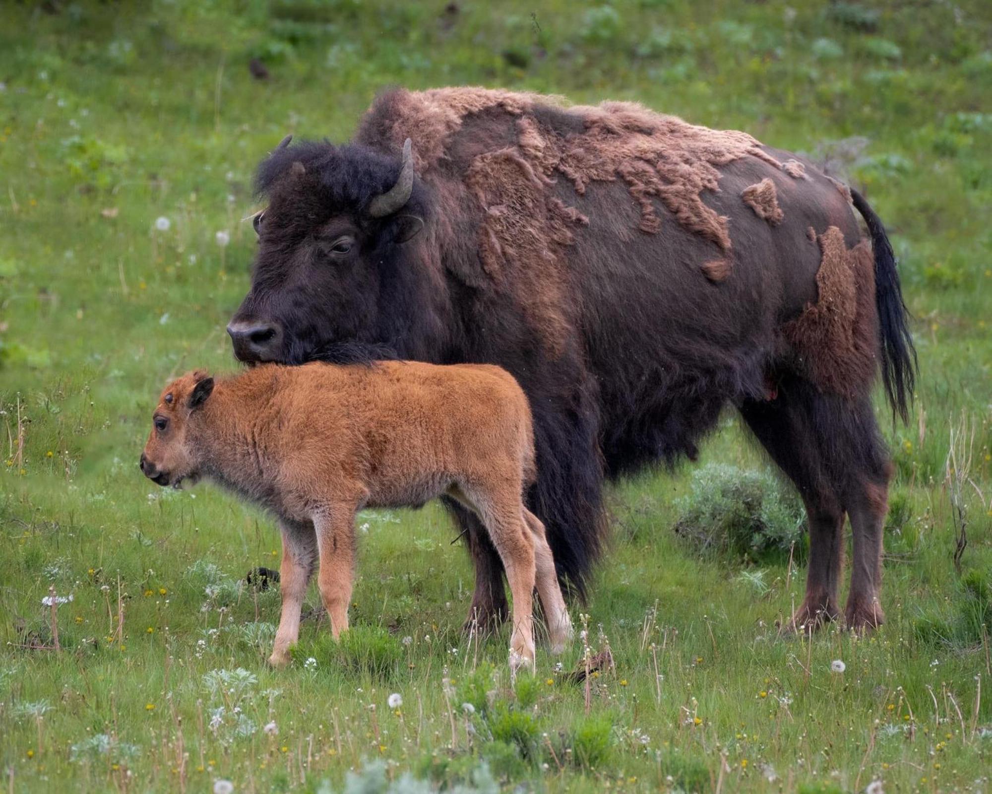Let'S Go ! Fisherman, Families, Pools One Minute From Your Door, Comfort, Location Perfect, Amenity-Rich, Pup Friendly, Discover An Exceptional Wyoming Stay, Thermopolis River Walk Home At Hot Springs State Park, 'Where Families And Fisherman Stay' Esterno foto